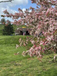 Spring at the Park Disc Golf England 2026